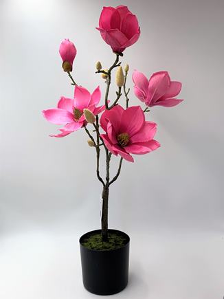 MAGNÓLIA BONSAI